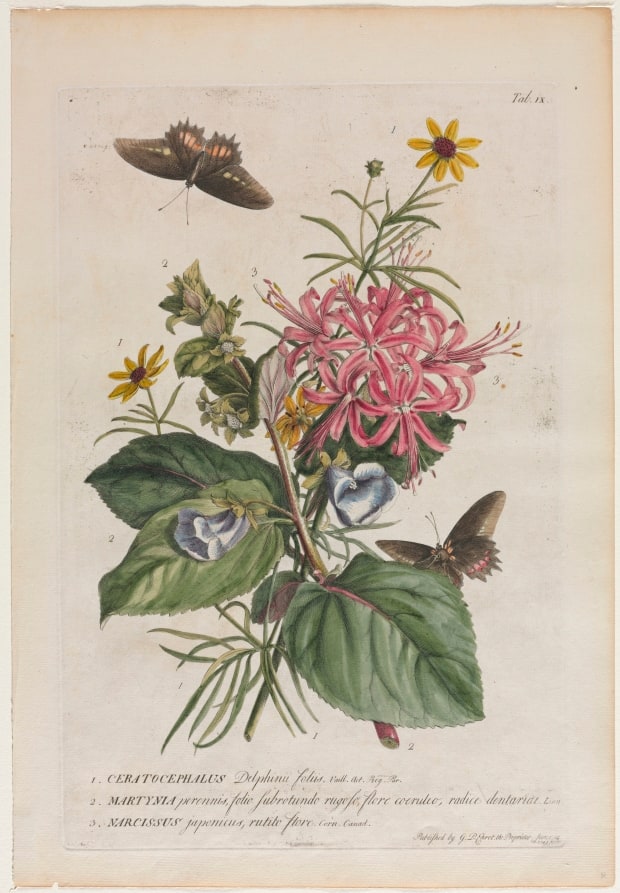 Plantae et papiliones rariores:  No. 9