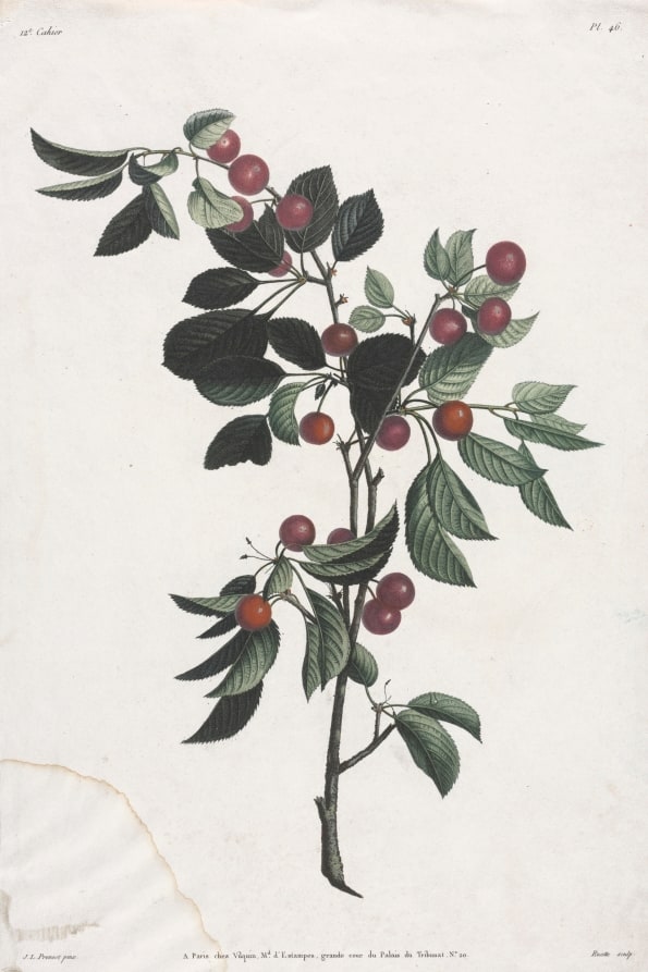 Collection des fleurs et des fruits:  Branches de Cérises précoce