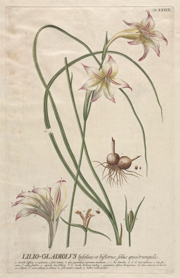 Plantae Selectae:  No. 39 - Lilio-Gladiolus