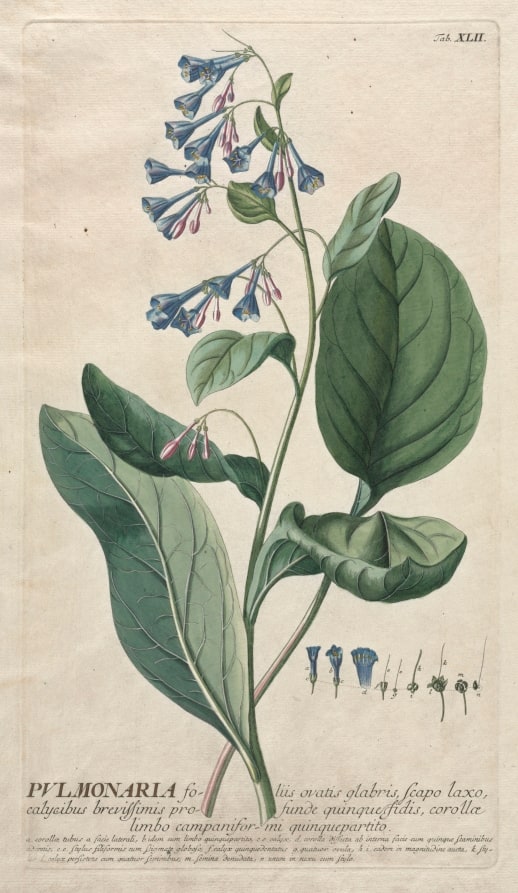 Plantae Selectae:  No. 42 - Pulmonaria