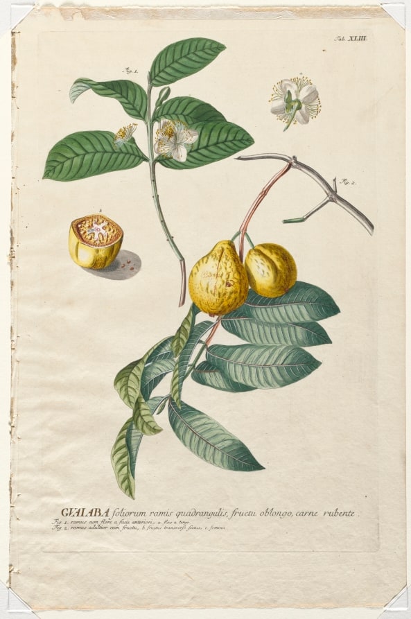 Plantae Selectae:  No. 43 - Guaiaba