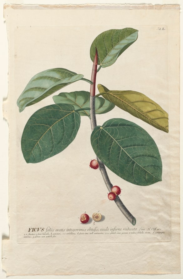 Plantae Selectae:  No. 50 - Ficus