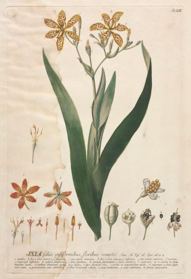 Plantae Selectae:  No. 52 - Ixia