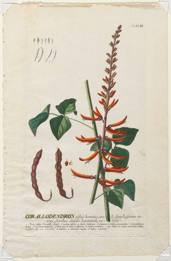 Plantae Selectae:  No. 58 - Corallodendron