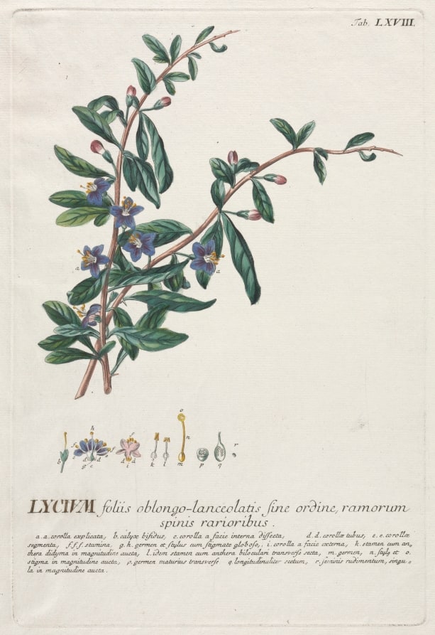 Plantae Selectae:  No. 68 - Lycium