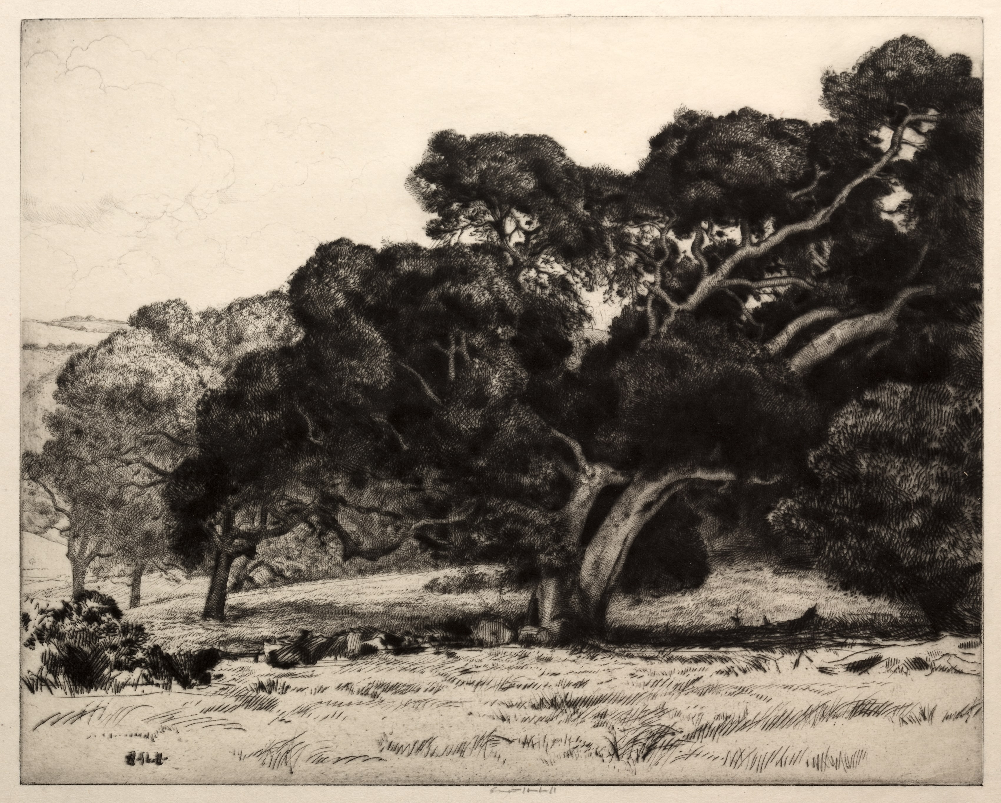 Large Live Oak