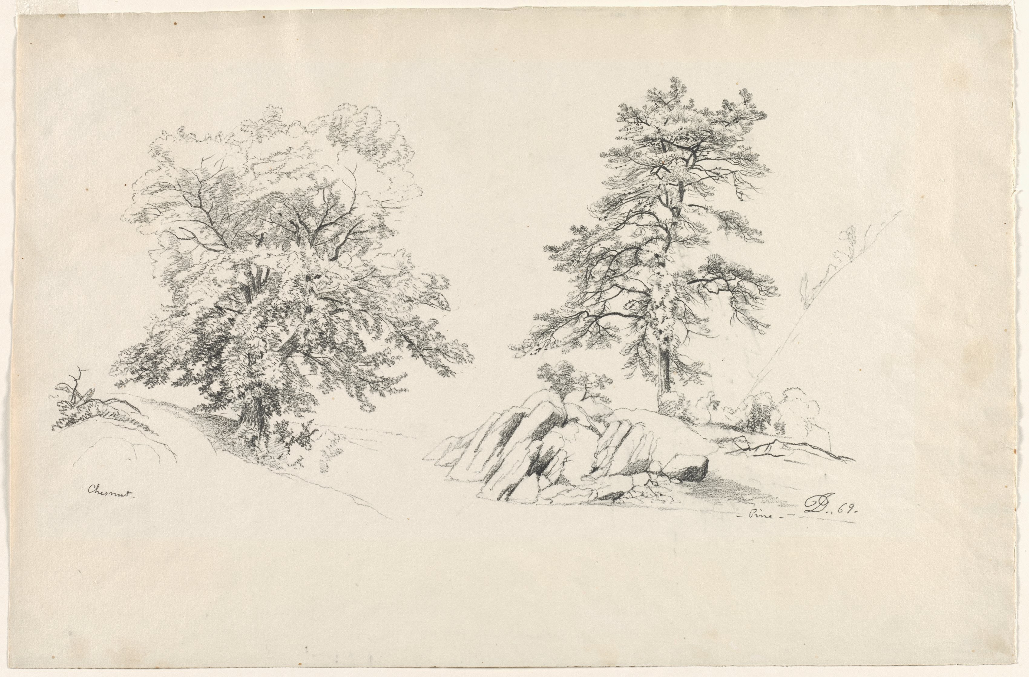 Chestnut and Pine