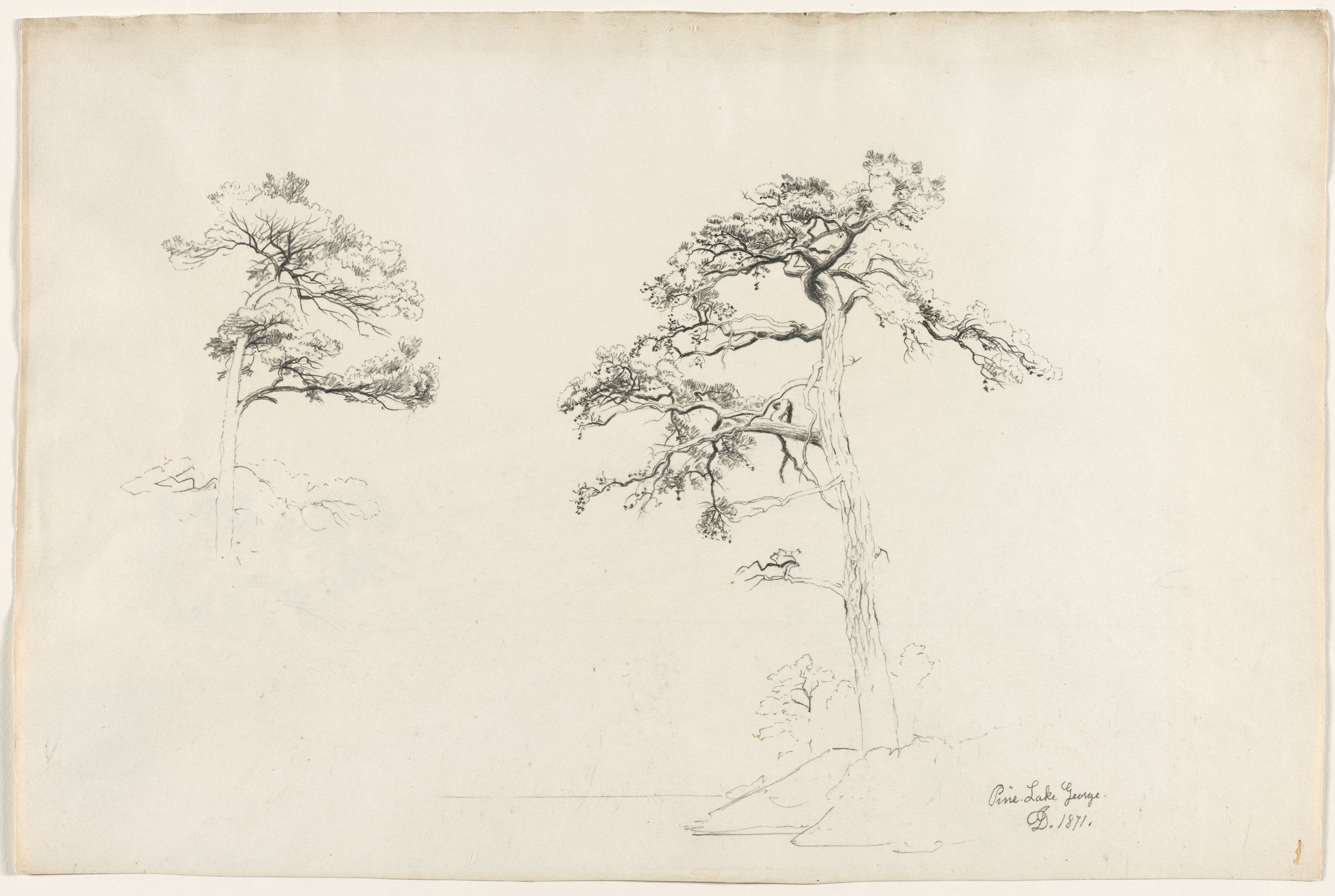 Pine, Lake George