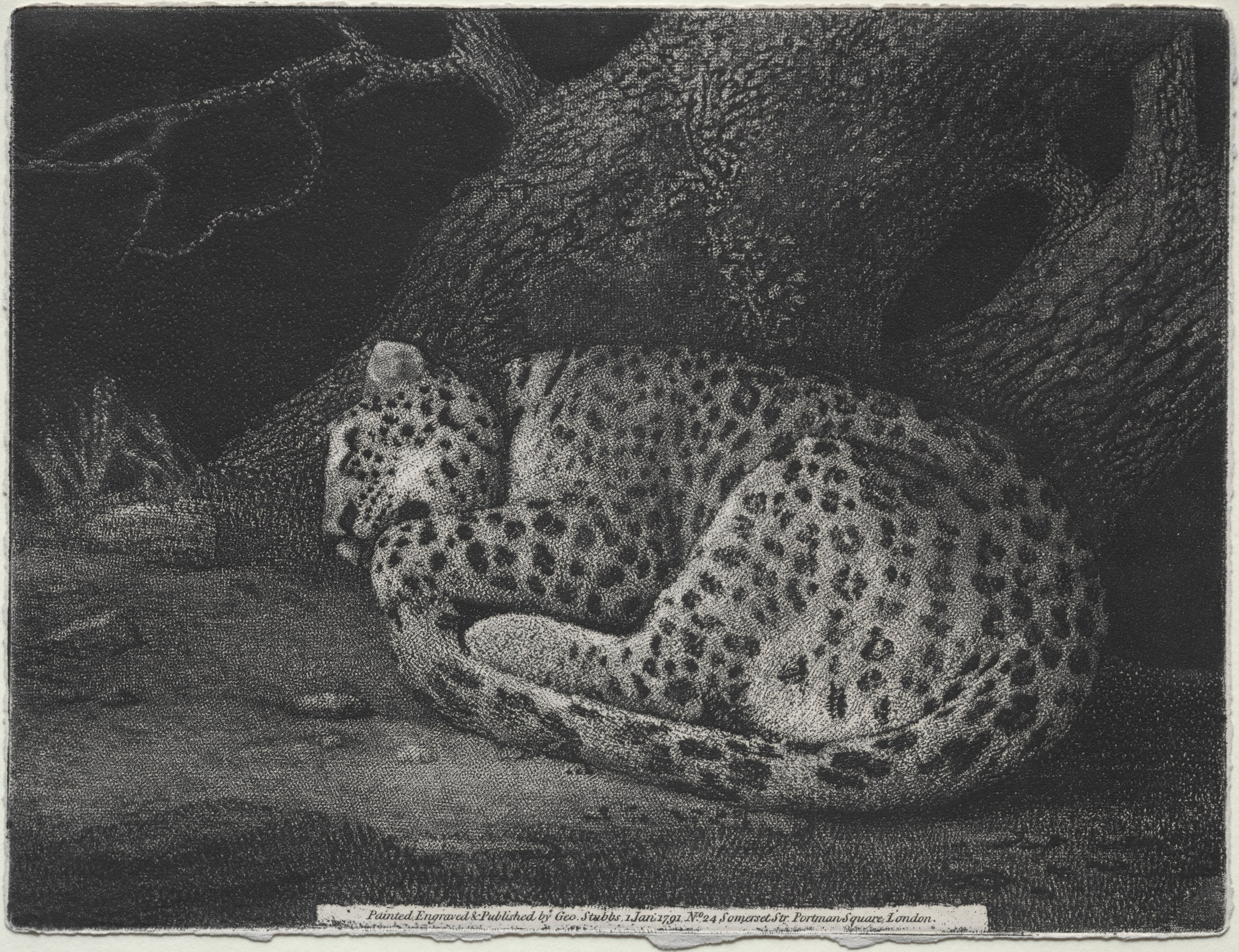 A Sleeping Leopard