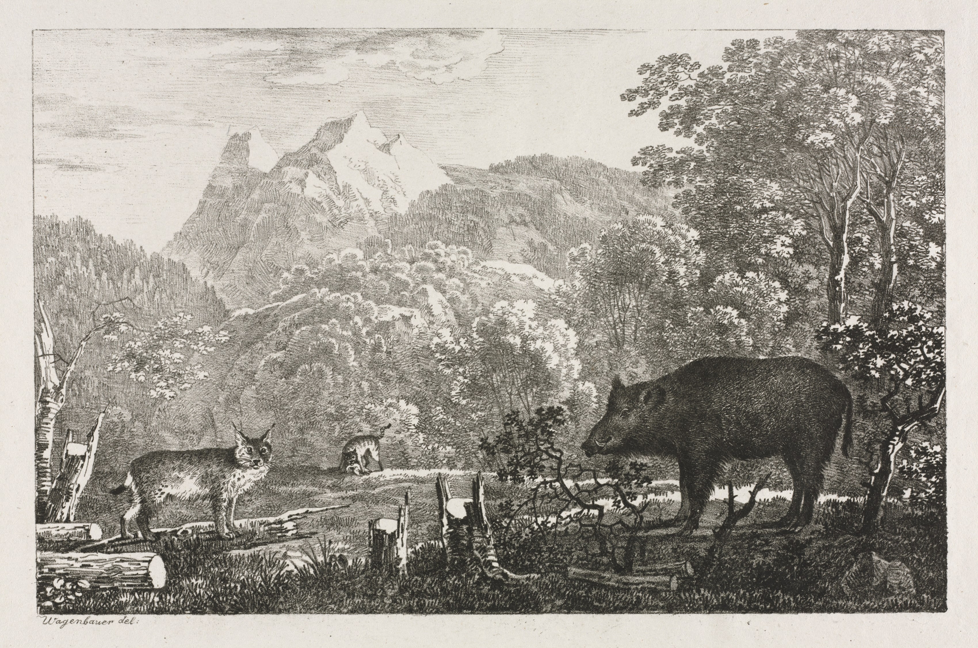 Wild Boar, Wildcat and Lynx