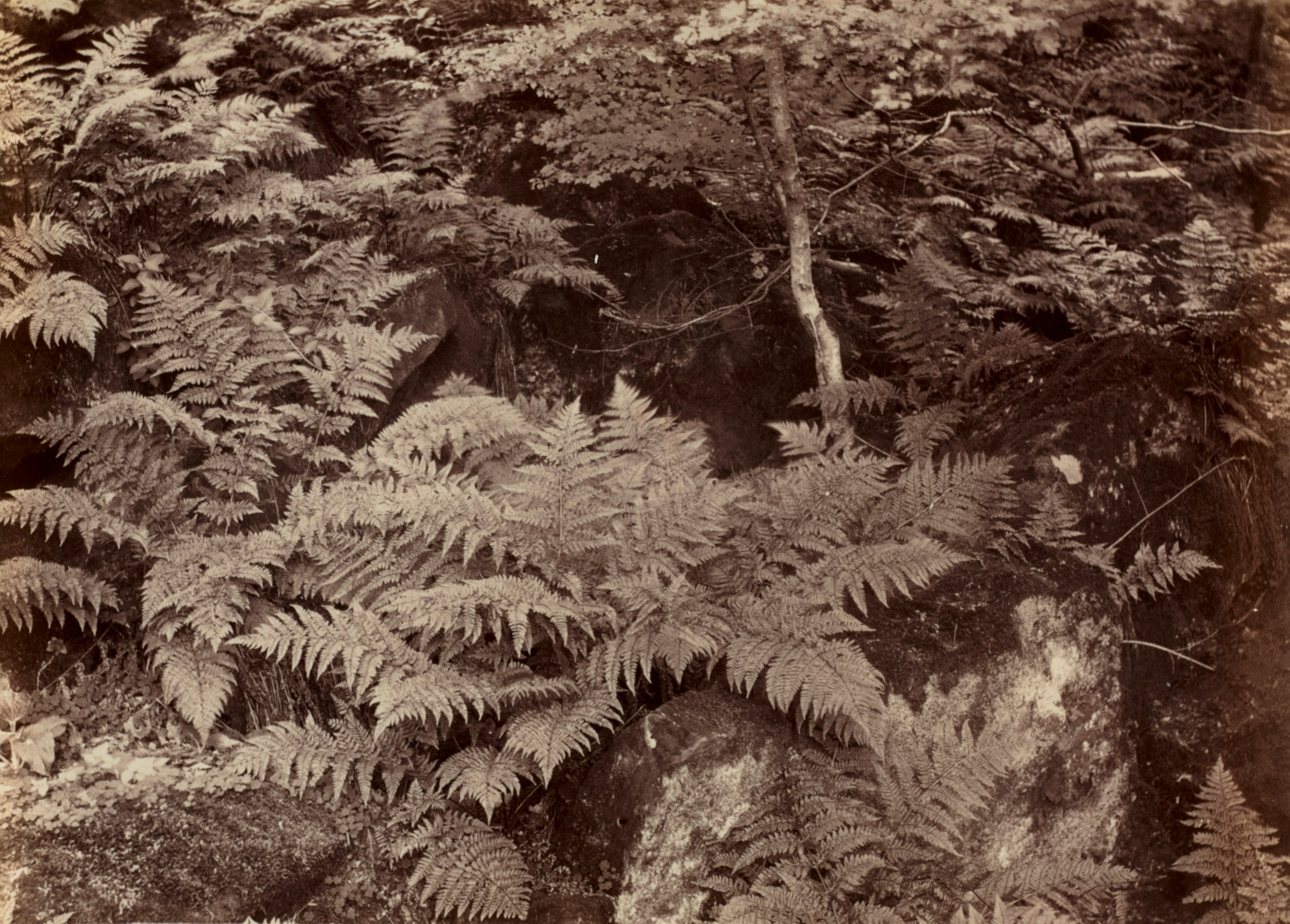 Untitled (Fern Study)