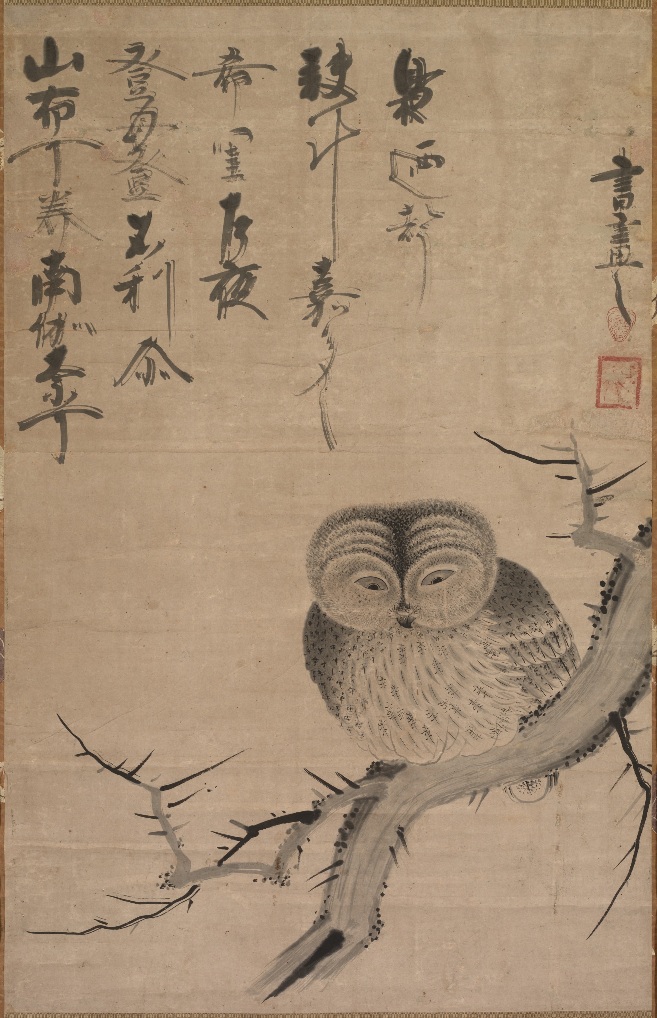 Owl