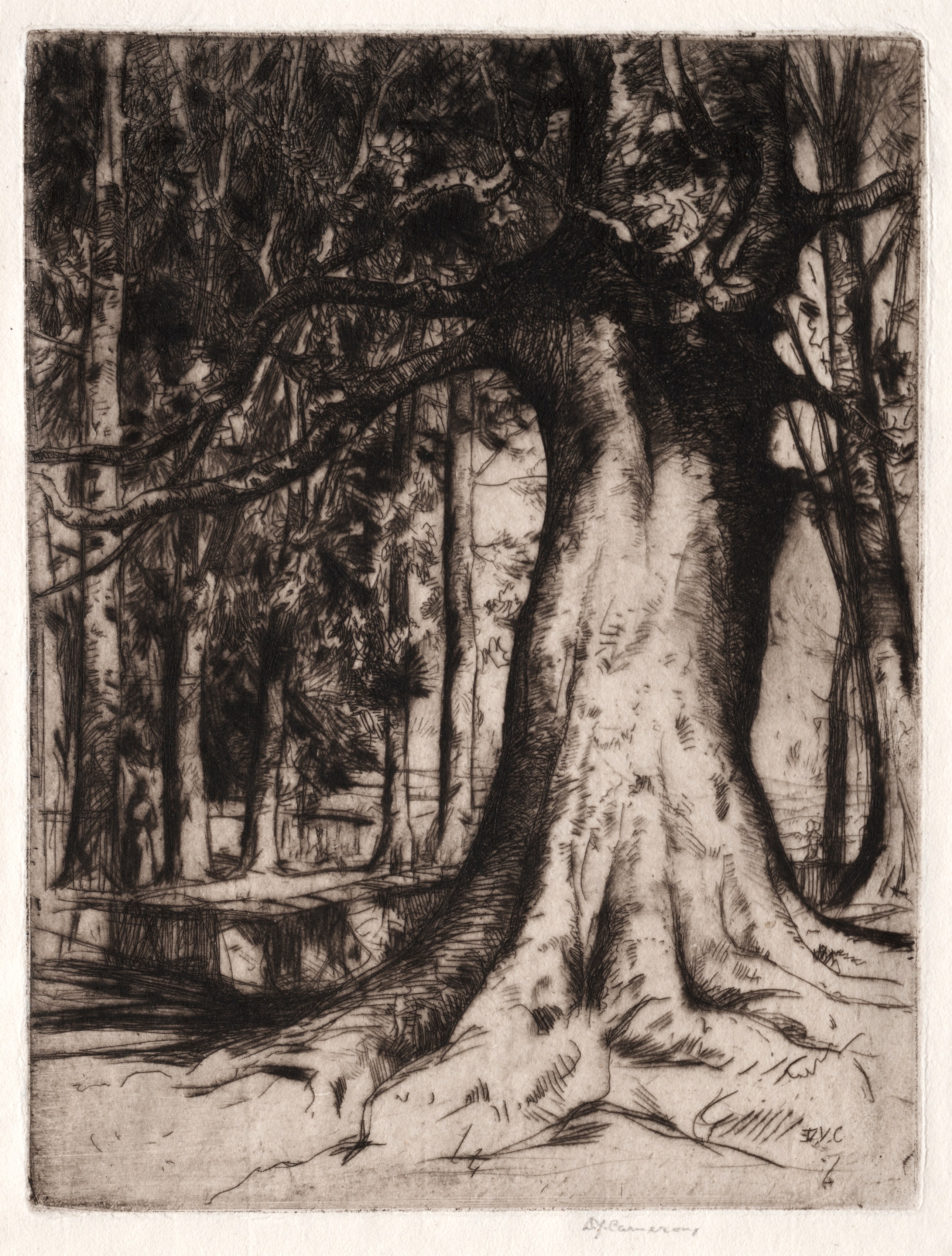 The Sycamore