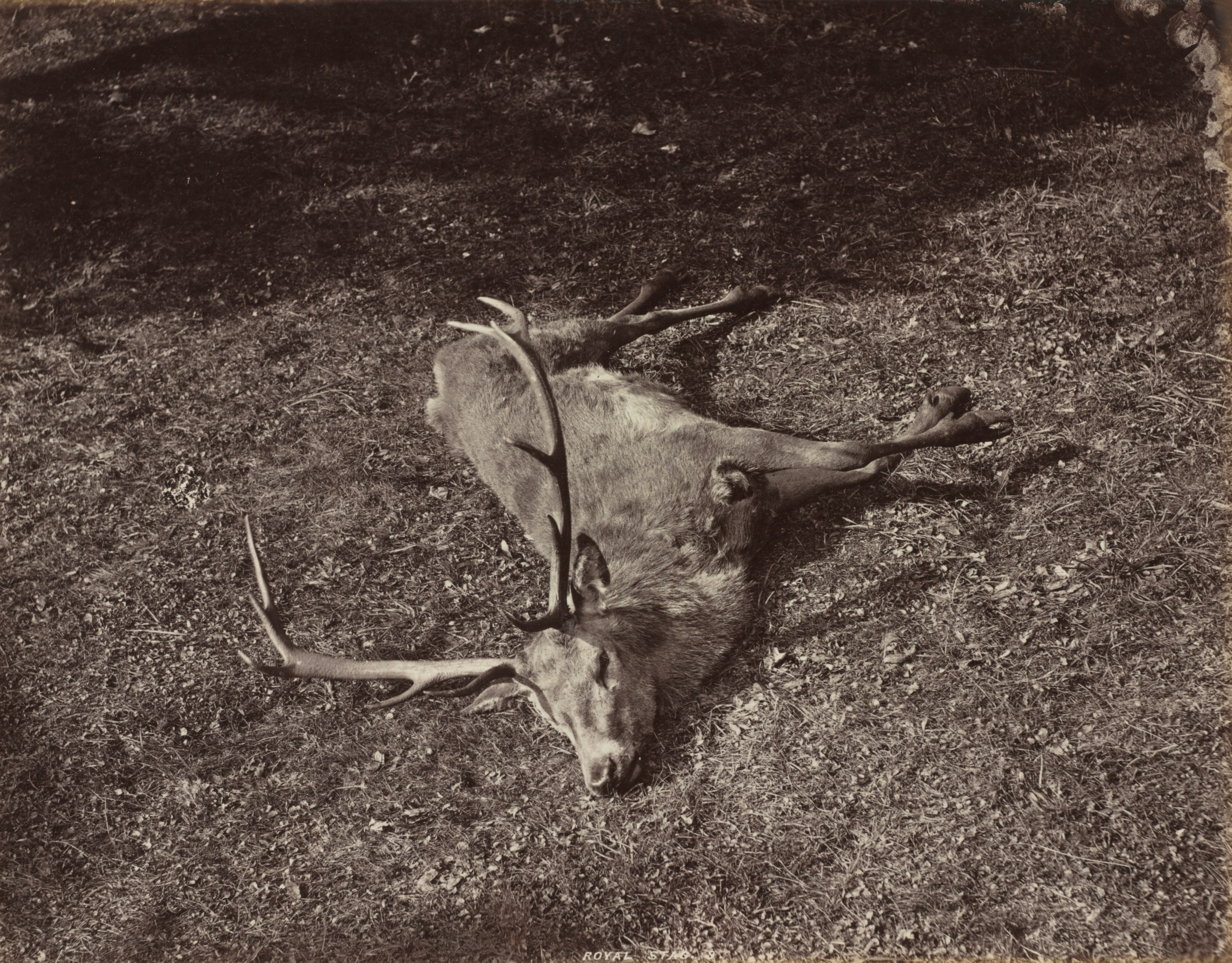 The Royal Stag