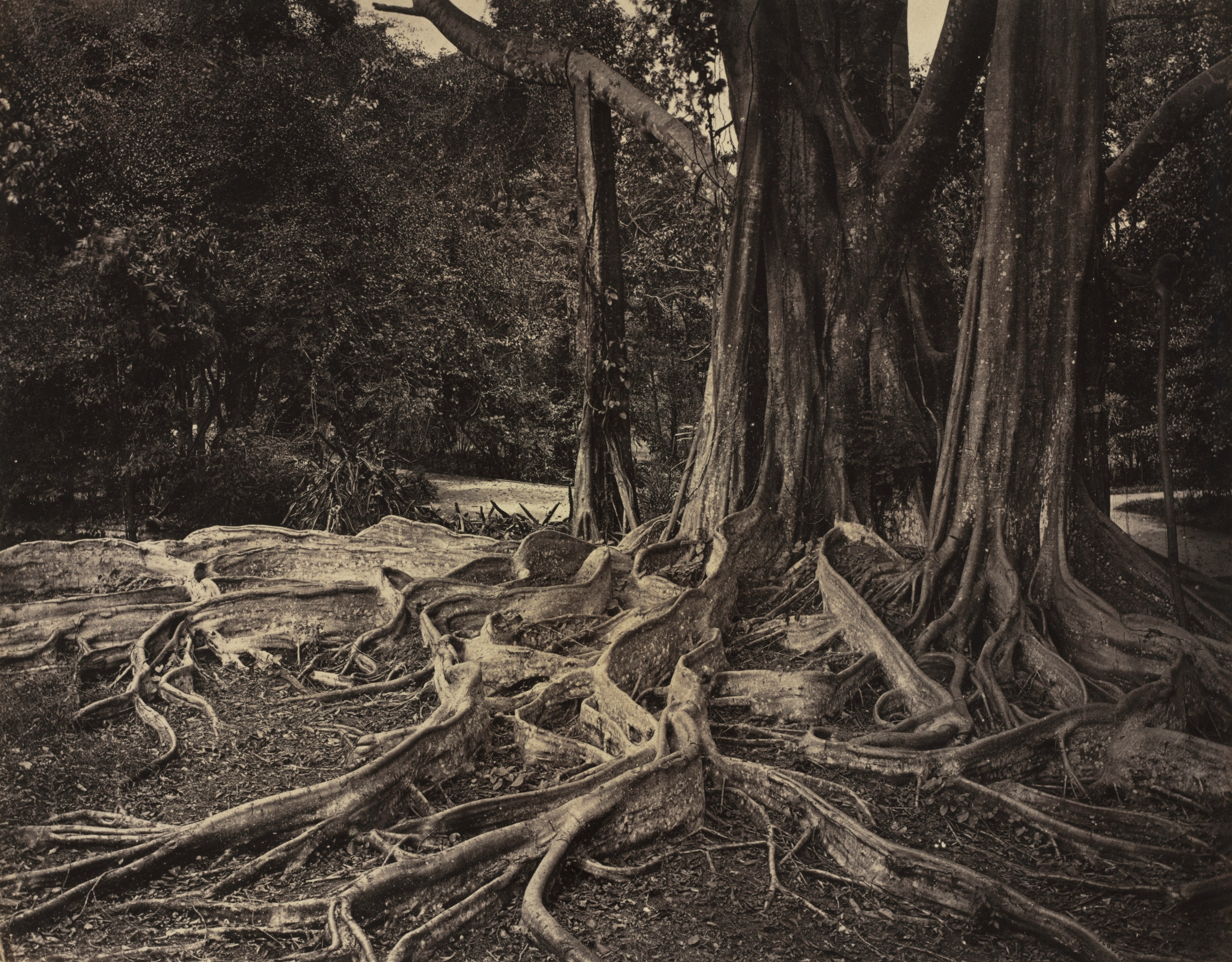 Rubber Tree, Assam, India (Ficus Elastica)