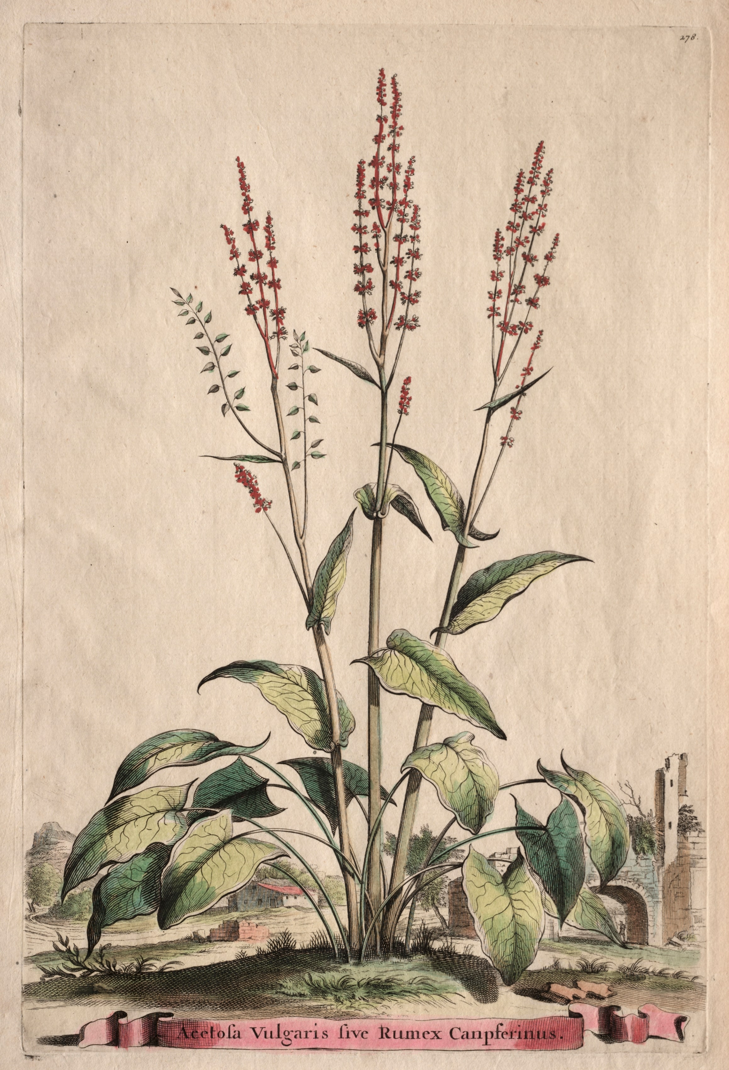 Phytographia Curiosa:  Acetosa Vulgaris sive Rumex Canpferinus