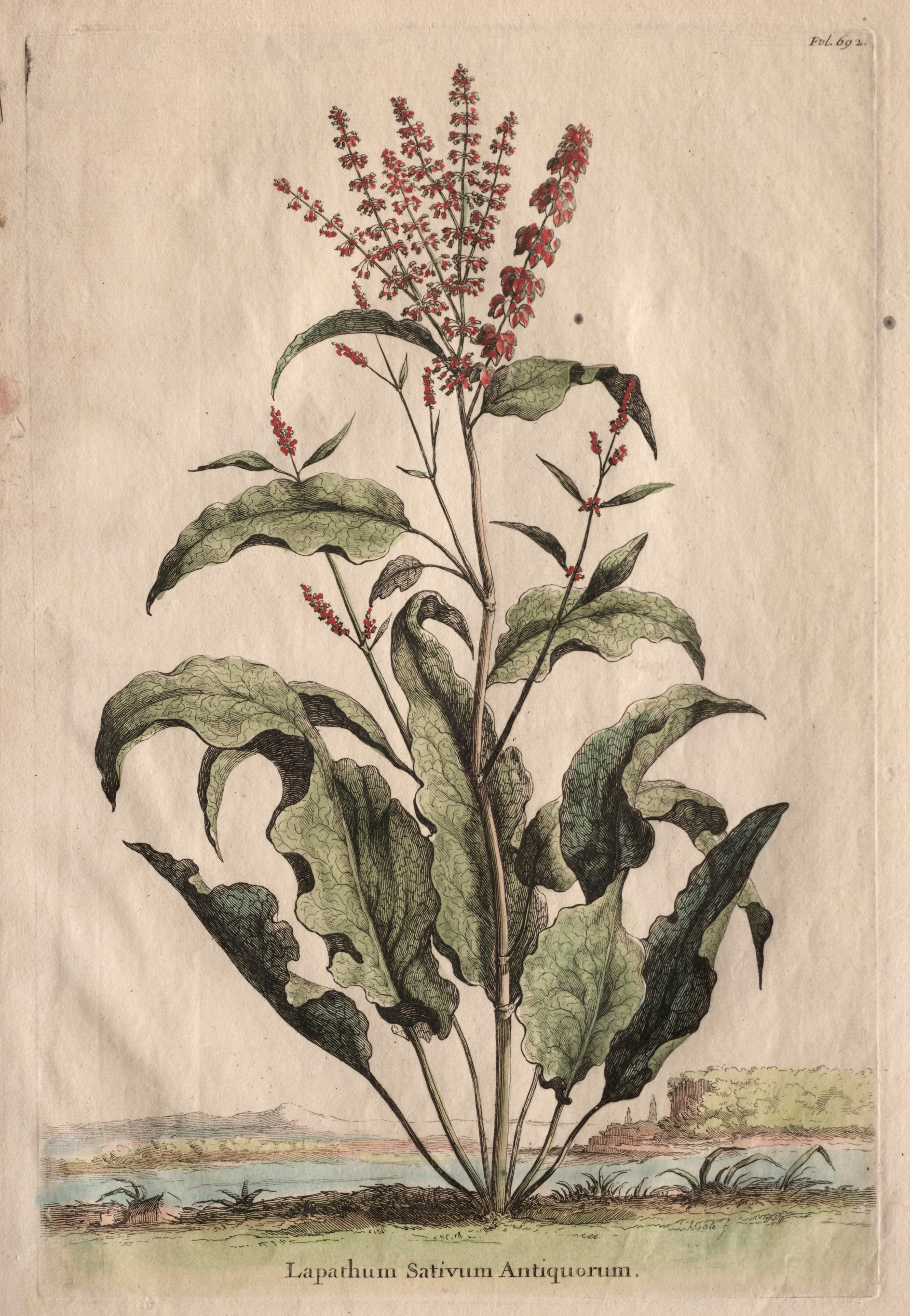 Phytographia Curiosa:  Lapathum Sativum Antiquorum