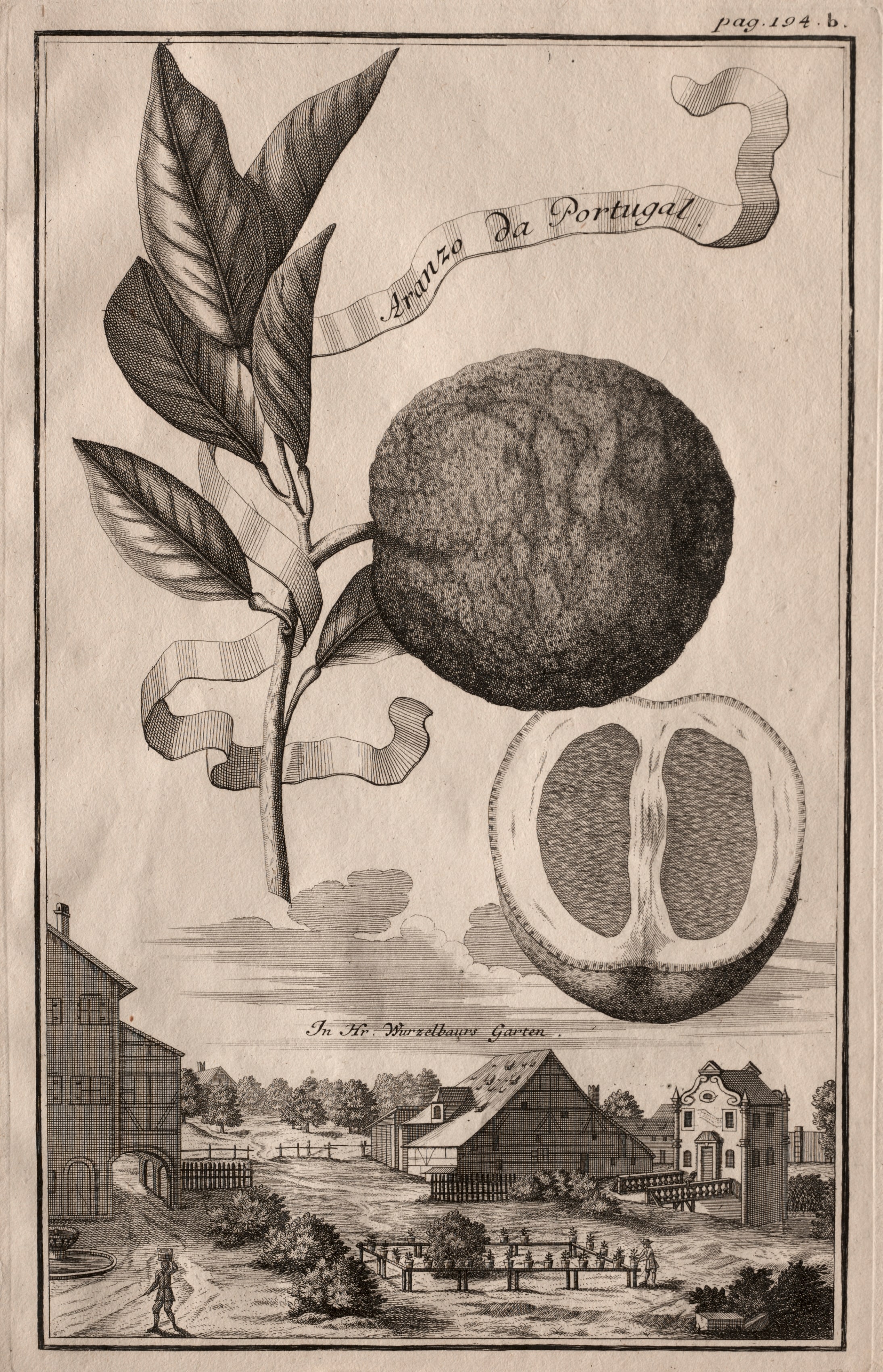 Nurnbergische Hesperides:  Aranzo da Portugal