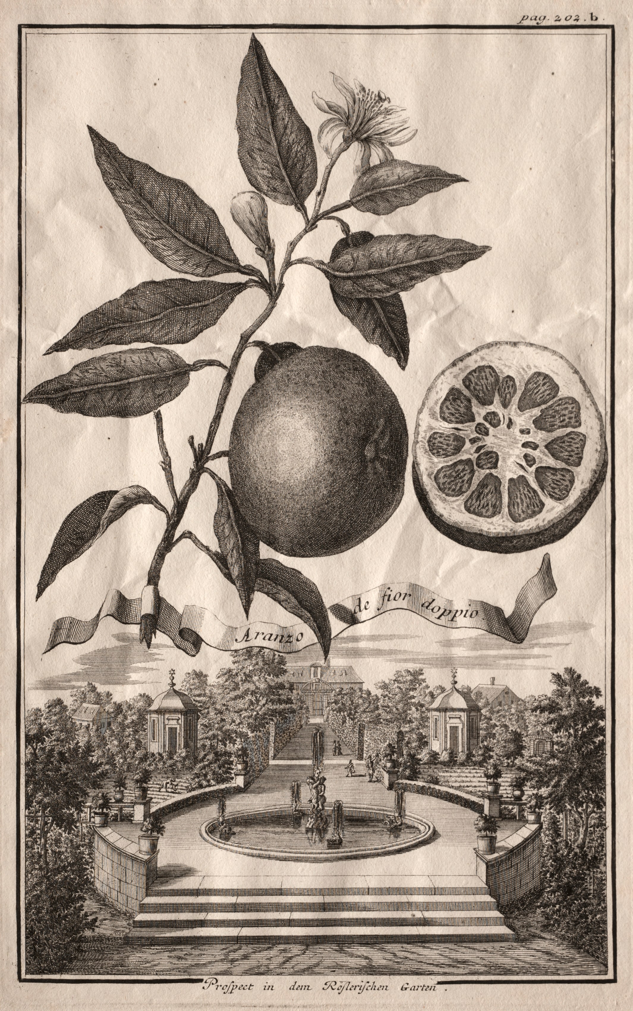 Nurnbergische Hesperides:  Aranzo de fior doppio