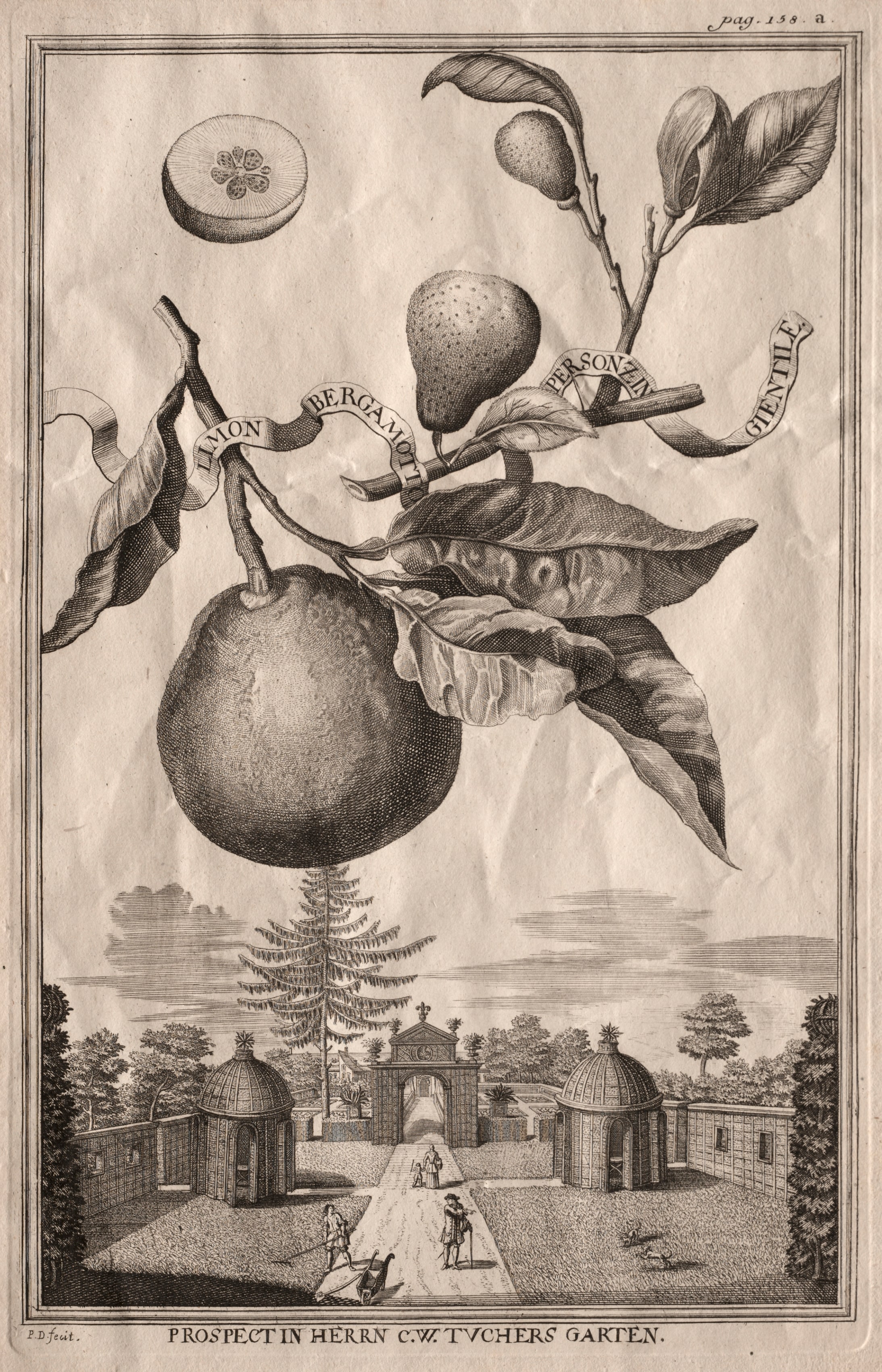 Nurnbergische Hesperides: Limon bergamotto personzin gientile