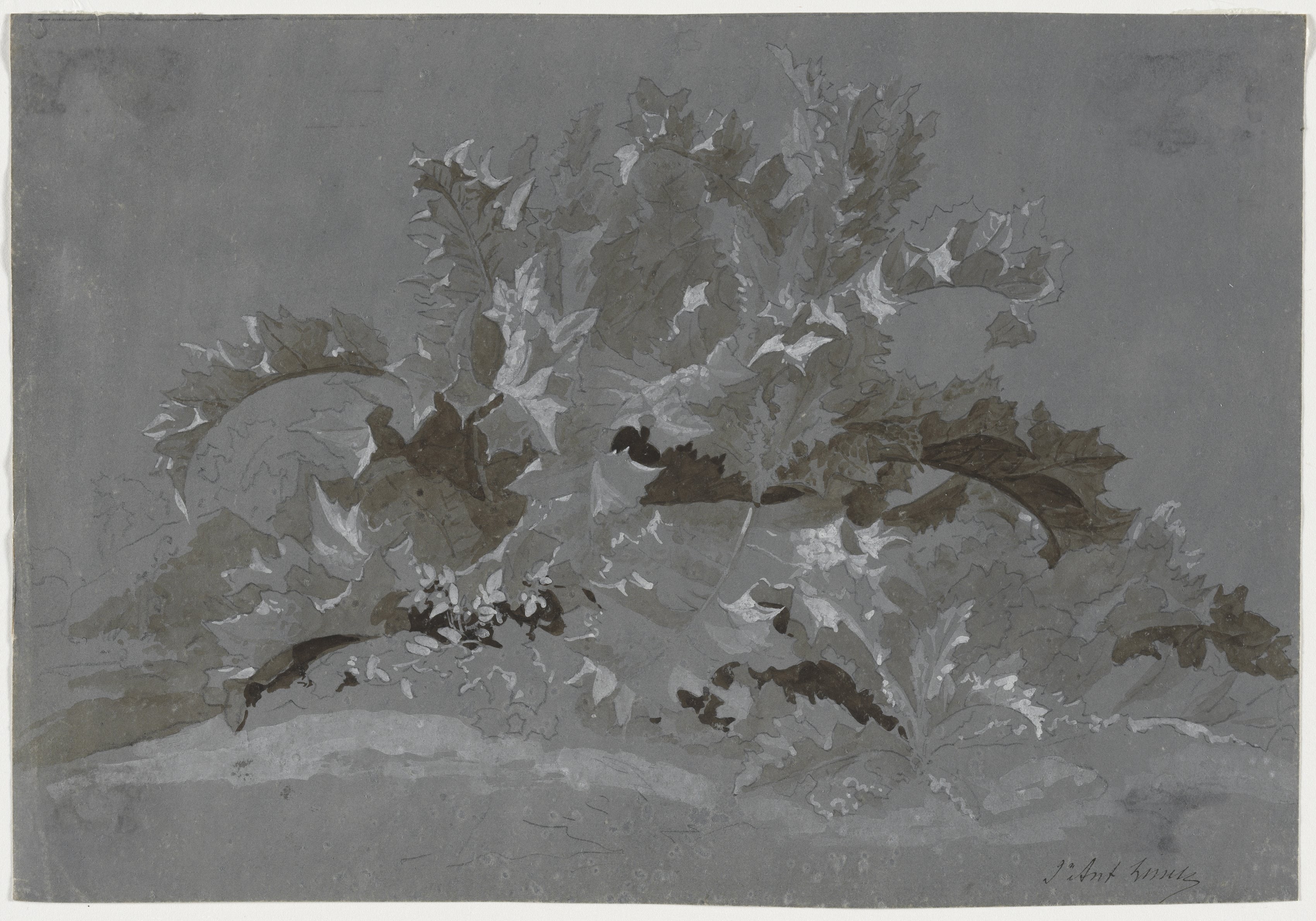 Study of Weeds