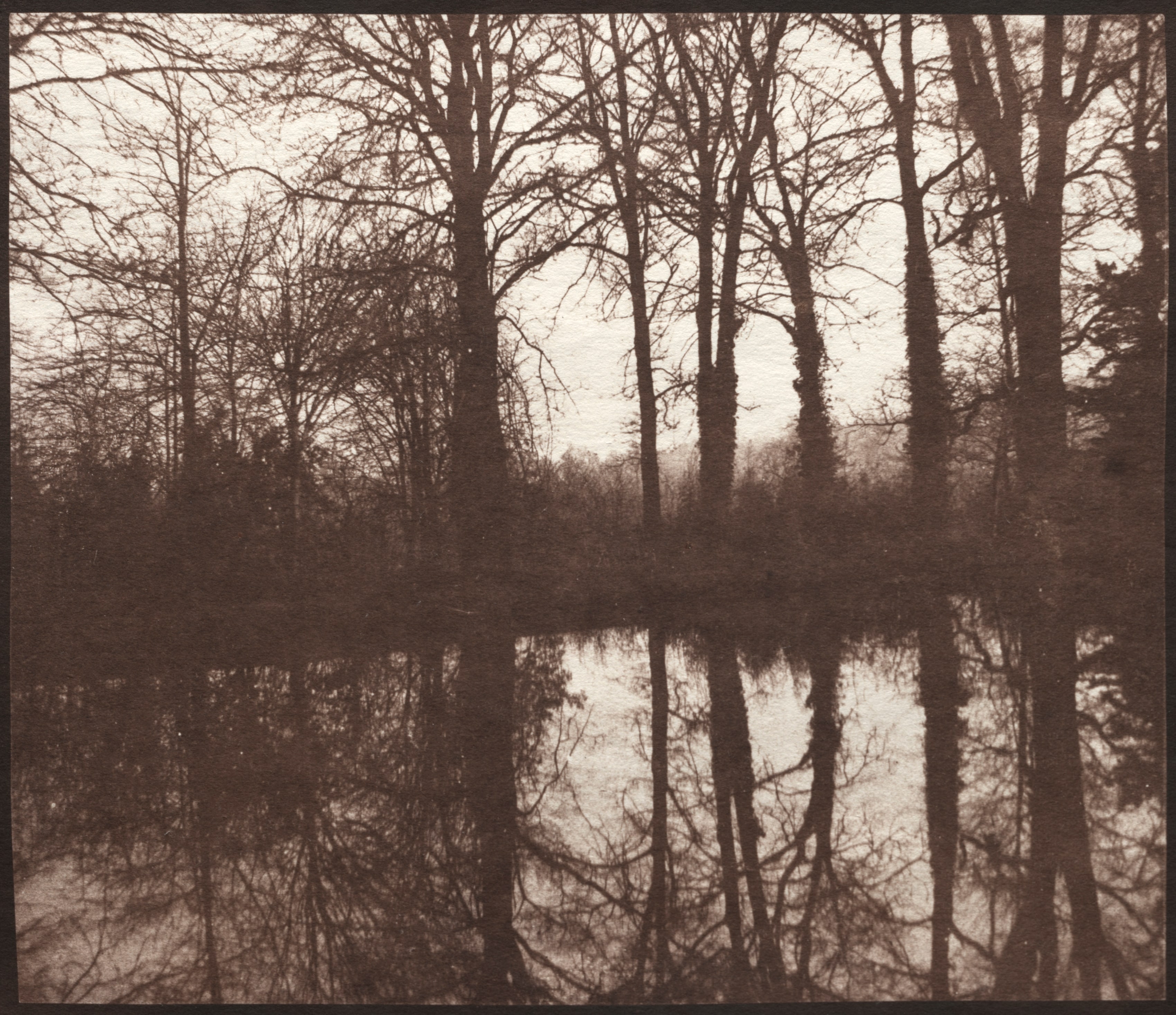 Winter Trees Reflected in a Pond