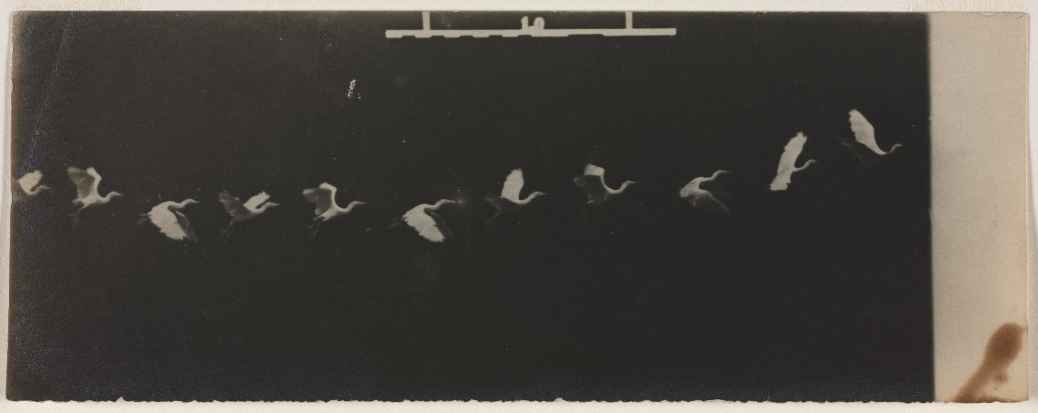 Chronophotograph of a Flying Heron