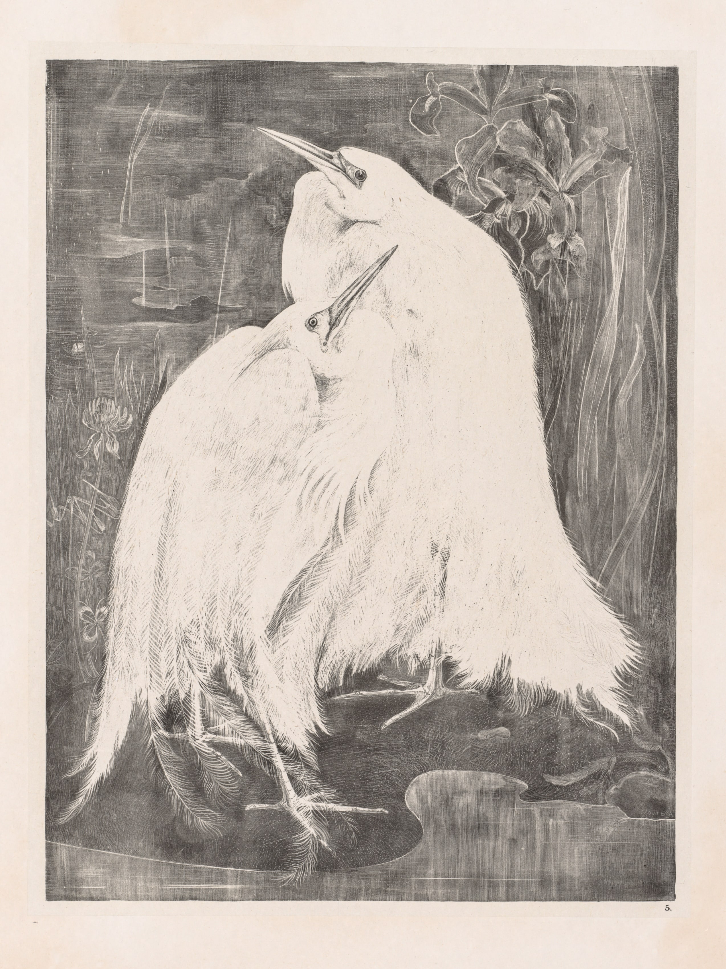 Animal Studies: Two Silver Herons