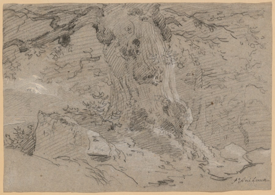 Study of Old Tree Trunk