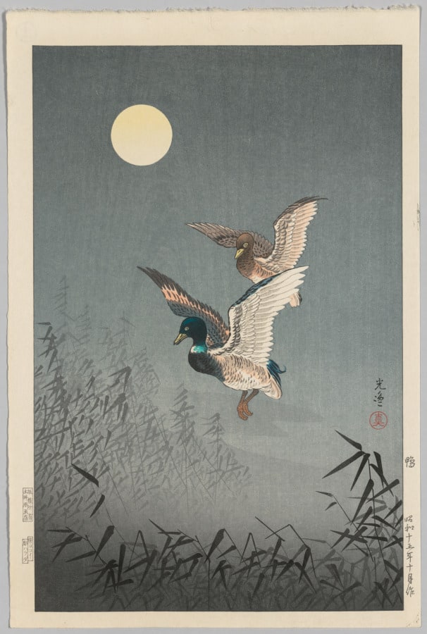 Tokyo Views: Ducks