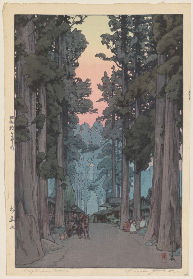 Crytomeria Avenue