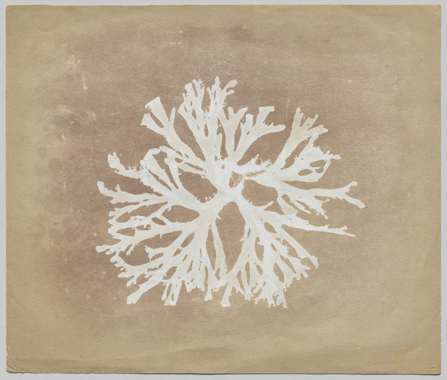 Algae