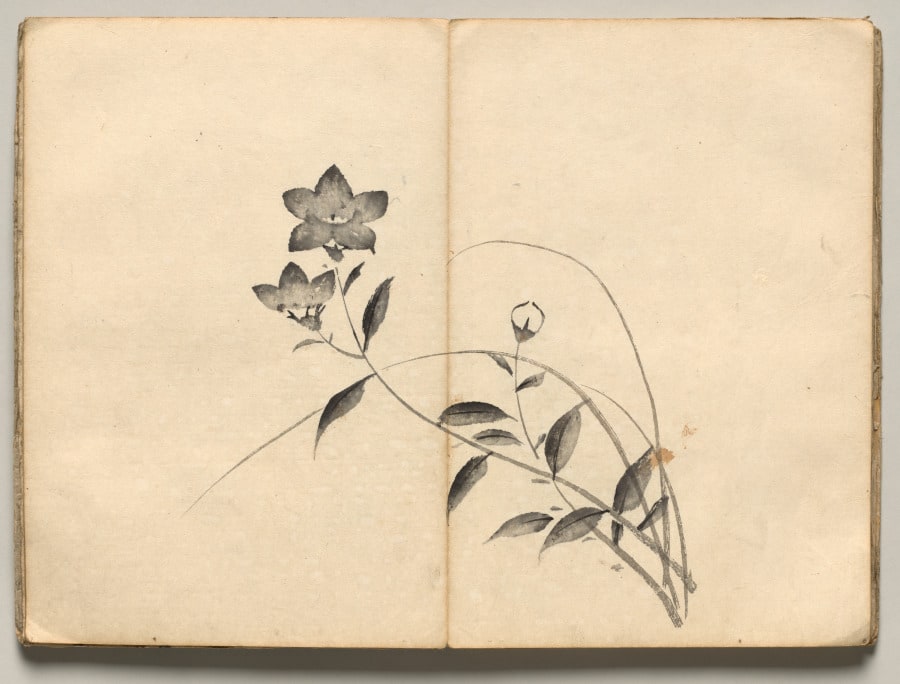 Chinese Bellflower from Ōkyo Picture Book