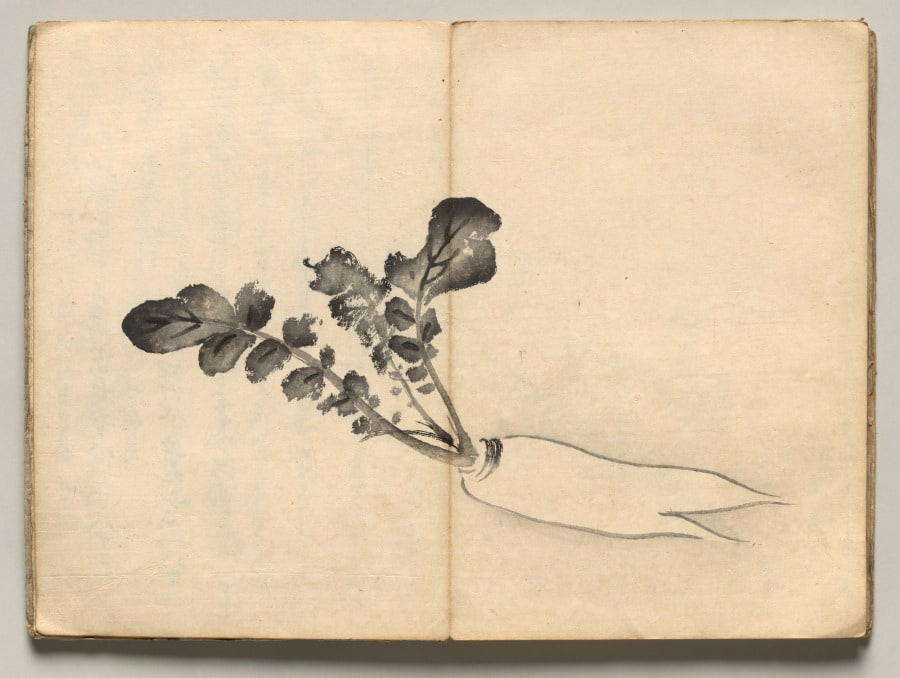 Radish from Ōkyo Picture Book