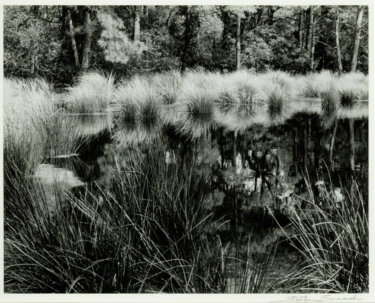Marsh Photo #1