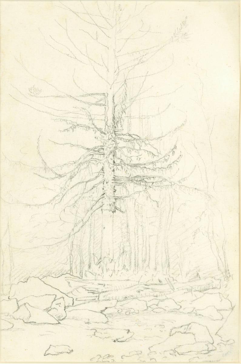 A Tree