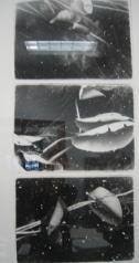Emerging Lilies Series - Group 2