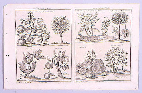 Trees and Shrubs of India