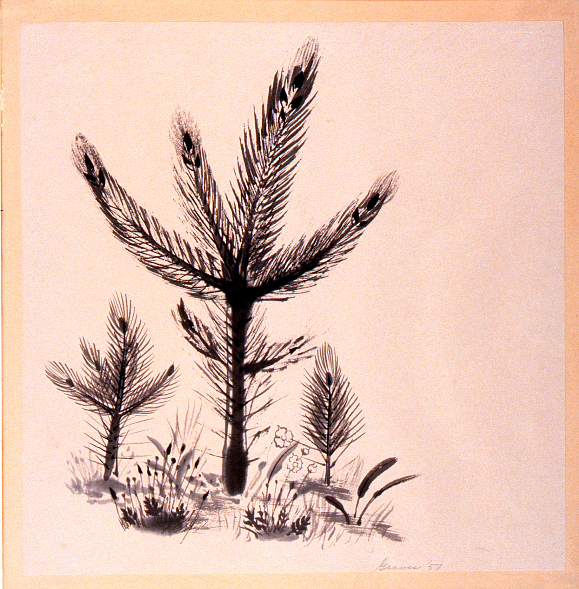 Mountain Forest Seedlings