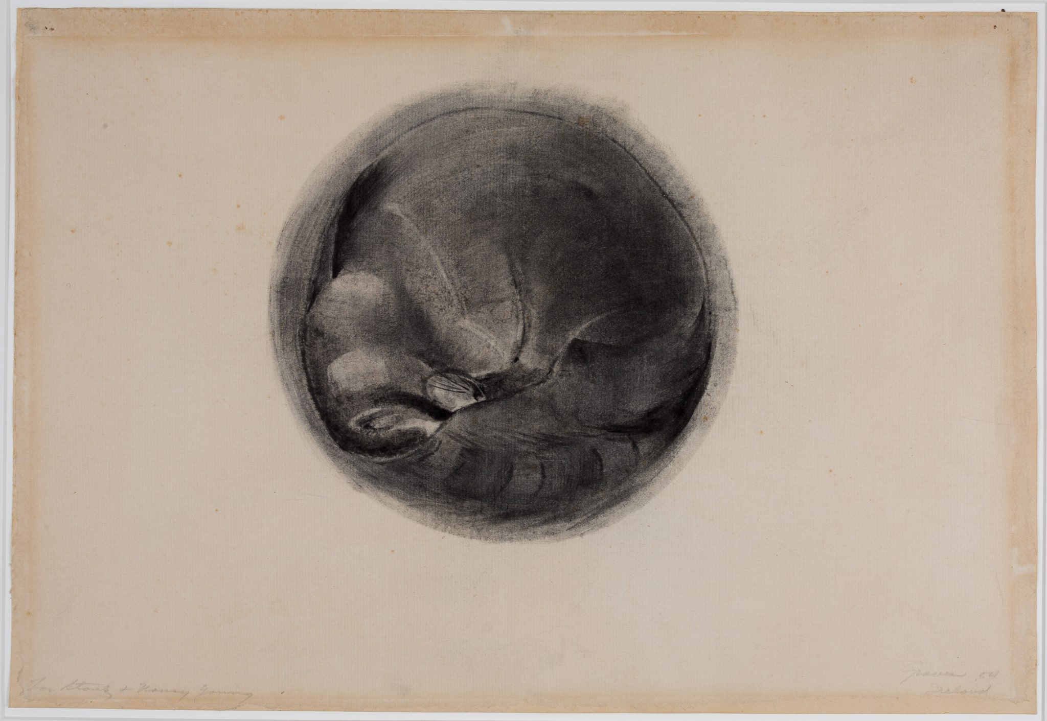 Hibernating Raccoon