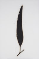 Eucalyptus
