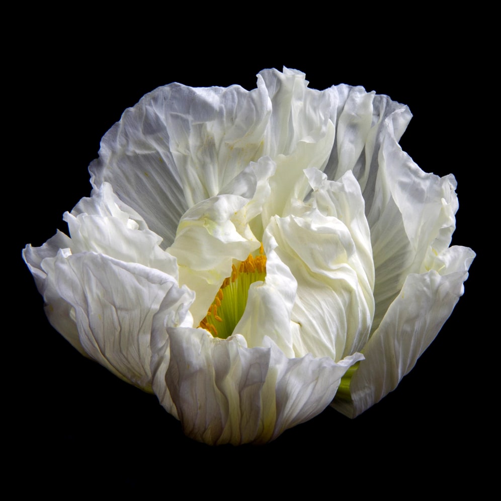 Poppy 0150