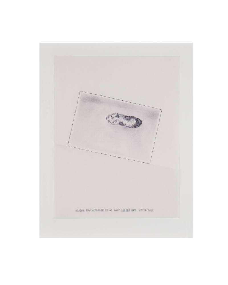 Animal Photographed by an East German Spy from "Typewriter Drawings" series