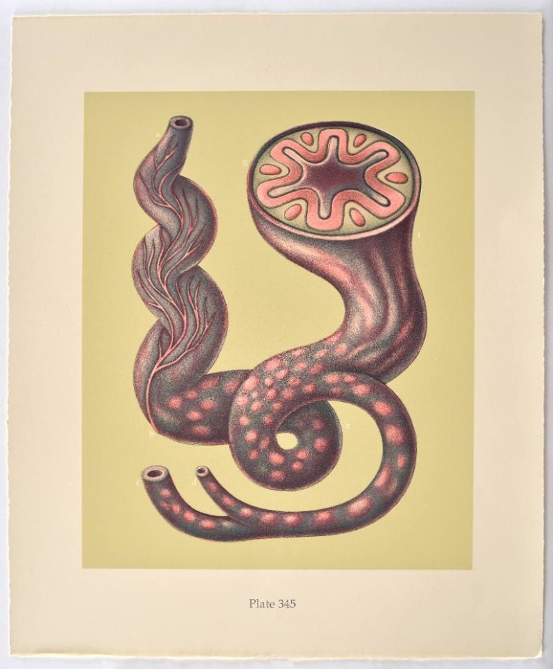 Untitled, from Catfish Press Exchange