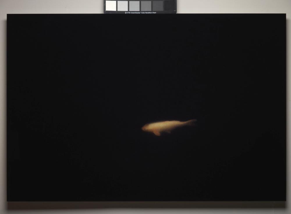 The Secret Goldfish