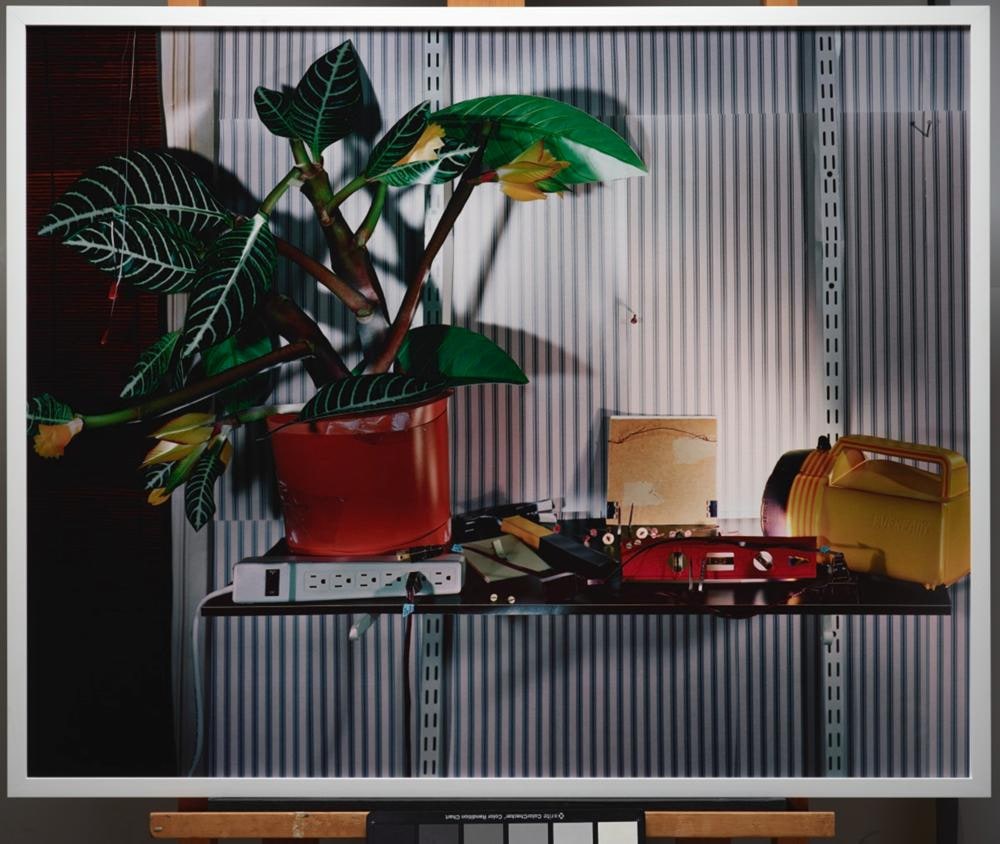 Shelf and plant