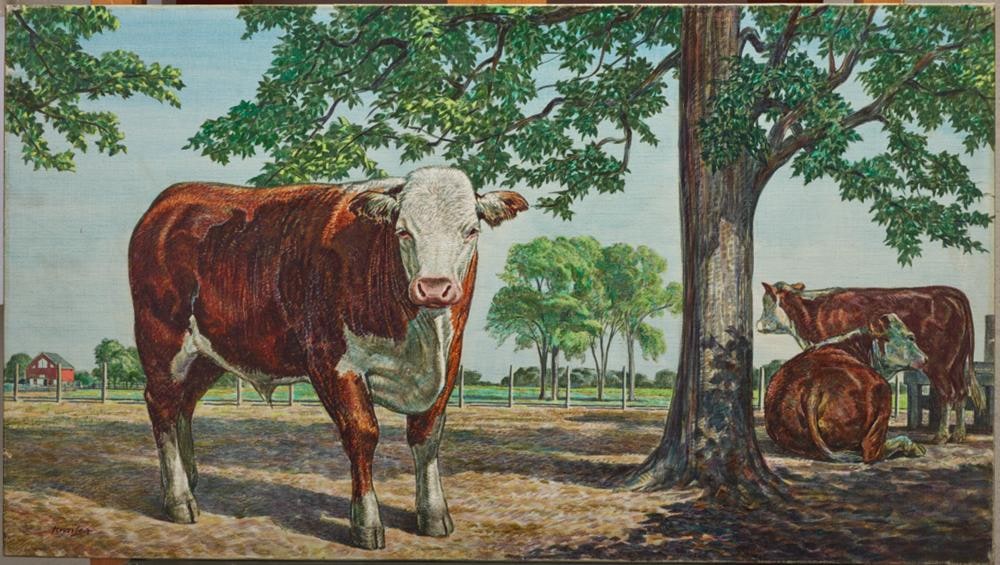 Beef Steer in Feed Lot