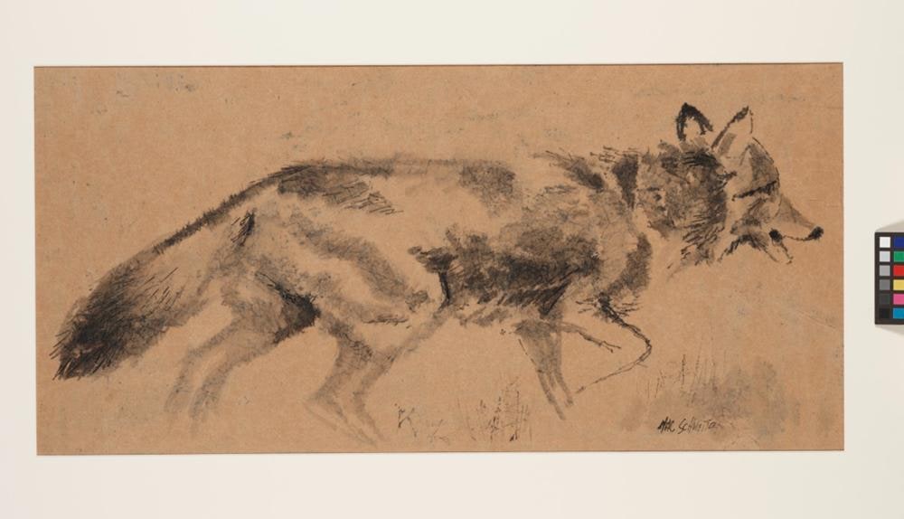 Coyote