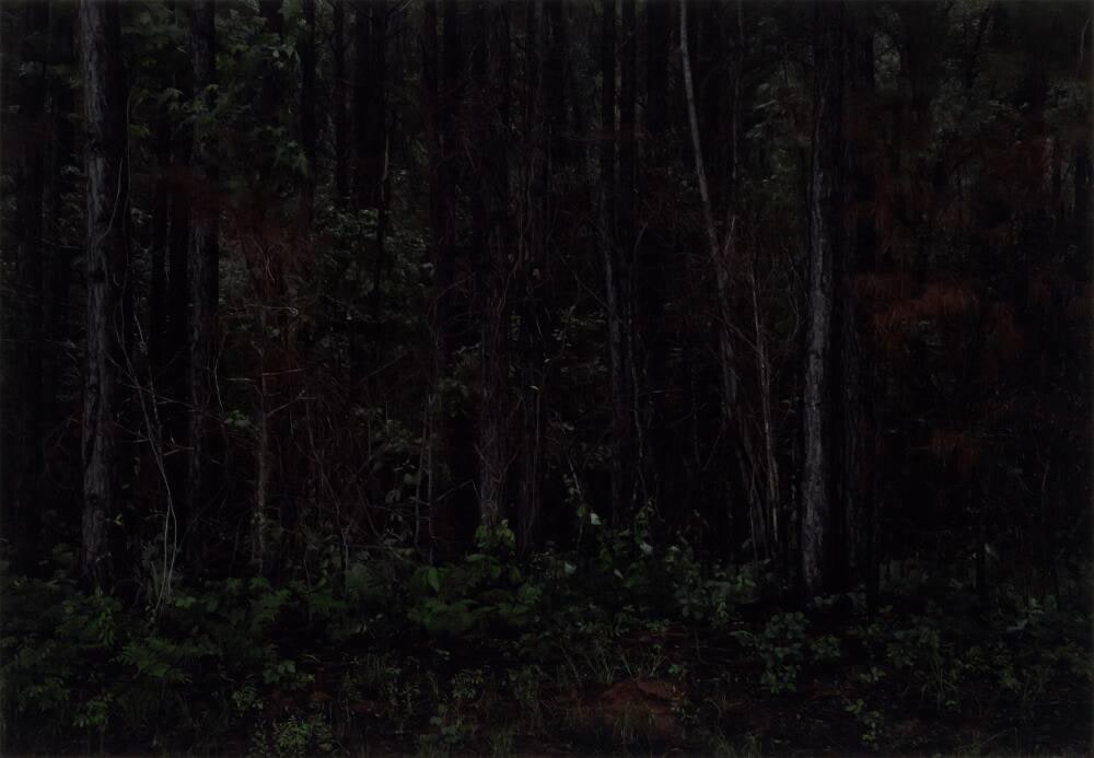 Southern Pine Forest