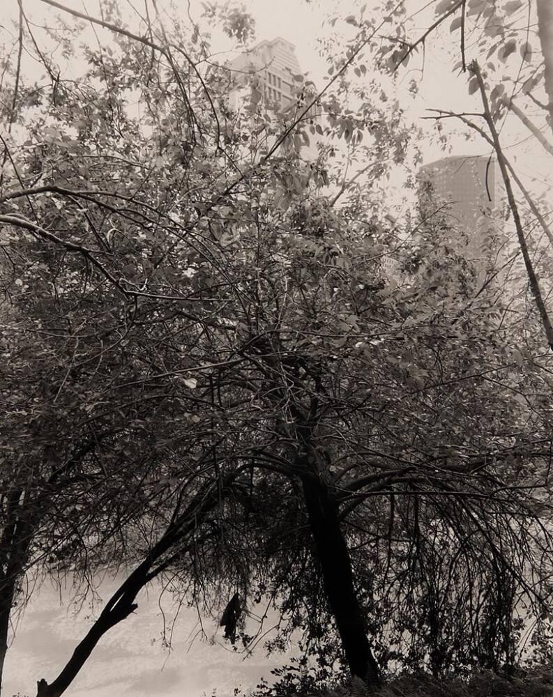 Buffalo Bayou